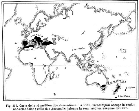 Paracatopina, Anemadina, Anemadini