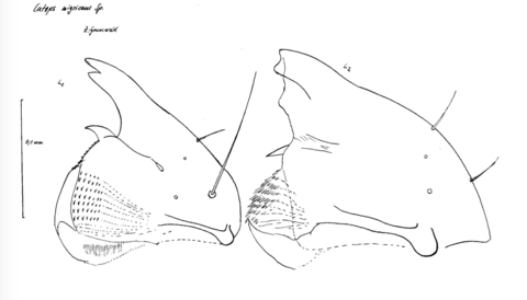 Catops nigricans larval mandibles (L1 and L2).png