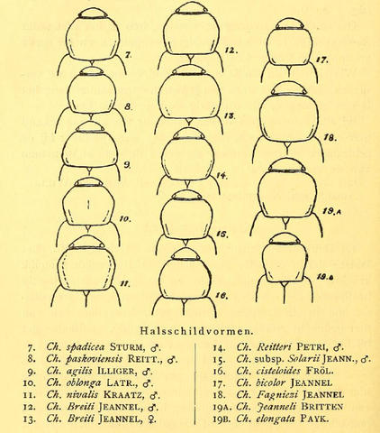 Choleva Latreille