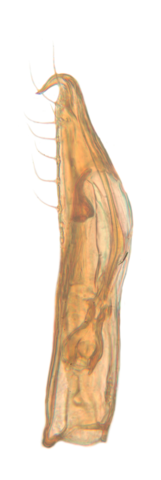 Ptomaphaminus layangensis