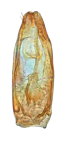 Ptomaphaminus microphallus