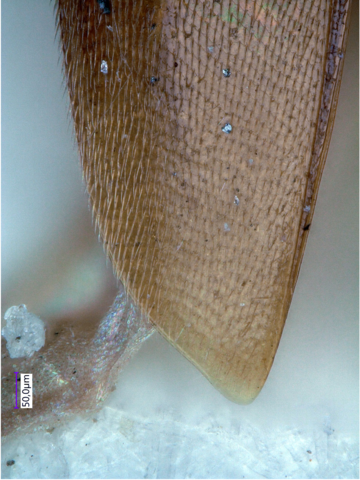Ptomaphaminus sarawacensis