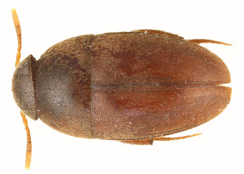 Ptomaphaginus kinabaluensis (male)