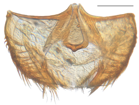 Ptomaphaginus latimanus Schilthuizen & Perreau