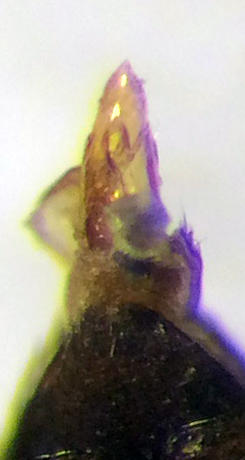 Ptomaphagus cf. medius male (Tölösi-erdö) aed.JPG