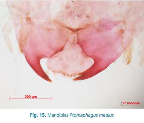 Ptomaphagus medius larva (Berlin) mandibles.png