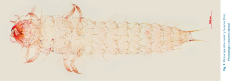 Ptomaphagus varicornis larva (Plön) habitus.png