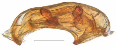 Ptomaphaginus latimanus Schilthuizen & Perreau