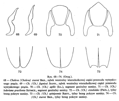 Choleva sturmi, Choleva fagniezi, Choleva agilis, Choleva lederiana gracilenta, Choleva cisteloides, Choleva spinipennis