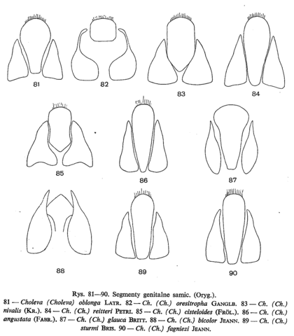 Choleva oblonga, Choleva oresitropha, Choleva nivalis, Choleva reitteri, Choleva cisteloides, Choleva angustata, Choleva glauca, Choleva bicolor, Choleva sturmi, Choleva fagniezi