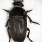Ptomophagus subvillosus 8