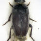 Ptomophagus subvillosus 6
