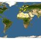 Discover Life: Point Map of Catops nigricans