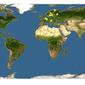 Discover Life: Point Map of Catops nigriclavis