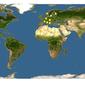 Discover Life: Point Map of Catops subfuscus