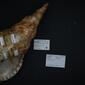 File:Naturalis Biodiversity Center - ZMA.MOLL.32020 - Charonia variegata (Lamarck, 1816) - Ranellidae - Mollusc shell.jpeg