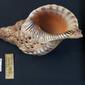 File:Naturalis Biodiversity Center - RMNH.MOL.193650 - Charonia tritonis (Linnaeus, 1758) - Ranellidae - Mollusc shell.jpeg