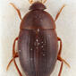 Dreposcia umbrina (Erichson, 1837)