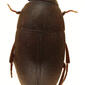 Ptomaphaginus isabellarossellini (10.3897-zookeys.777.23212) Figure 5.jpg