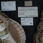 File:Naturalis Biodiversity Center - ZMA.MOLL.31997 1 - Charonia tritonis (Linnaeus, 1758) - Ranellidae - Mollusc shell.jpeg